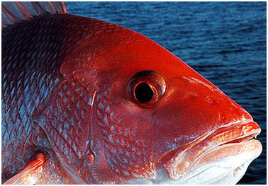 Red snapper