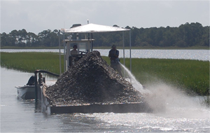 Planting Oyster Shell