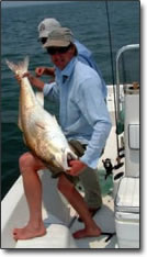 Large Red Drum caught