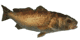 Red Drum Fish.gif