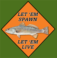 Spotted Sea Trout Fishing 