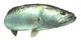 Spotted Sea Trout.gif