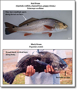 Saltwater Fish Identification Guide