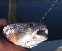 Use circle hooks