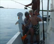 Fish Picture