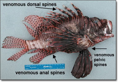 Lionfish, showing venomous spines on dorsal, pelvic, and anal regions Lionfish, showing venomous spines on dorsal, pelvic, and anal regions