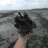 New oyster shells growing on one planted oyster shell