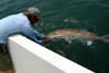 Fish over legal size must be released