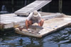 Red Drum typically live up to 50 years