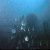 Marine life on the reef