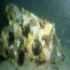 Sucessful reef cone