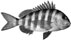 Sheepshead