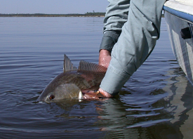 Catch and Release