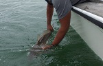Red Drum - Catch and Release