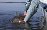 Red Drum - Catch and Release